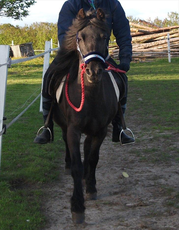 Anden særlig race trunte Min tyksak<3 - Hun elsker når vi bare rider i grime;D Foto: lillebror billede 6