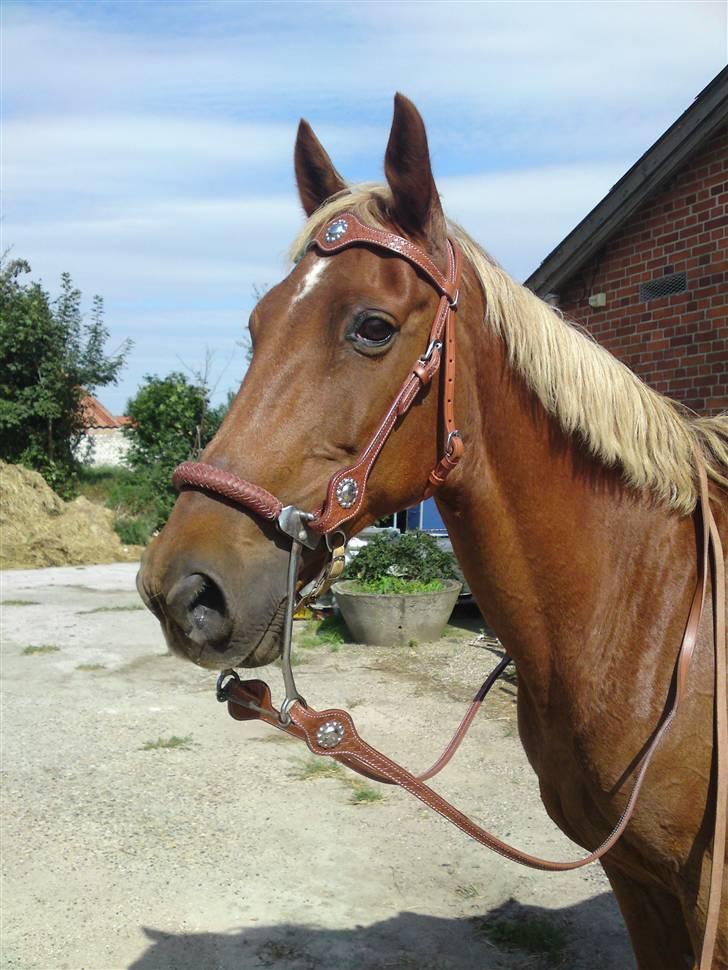 Traver Aka Lendalund billede 17