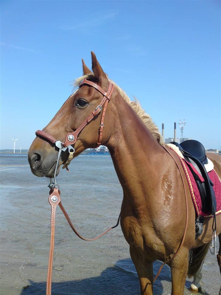 Traver Aka Lendalund billede 18