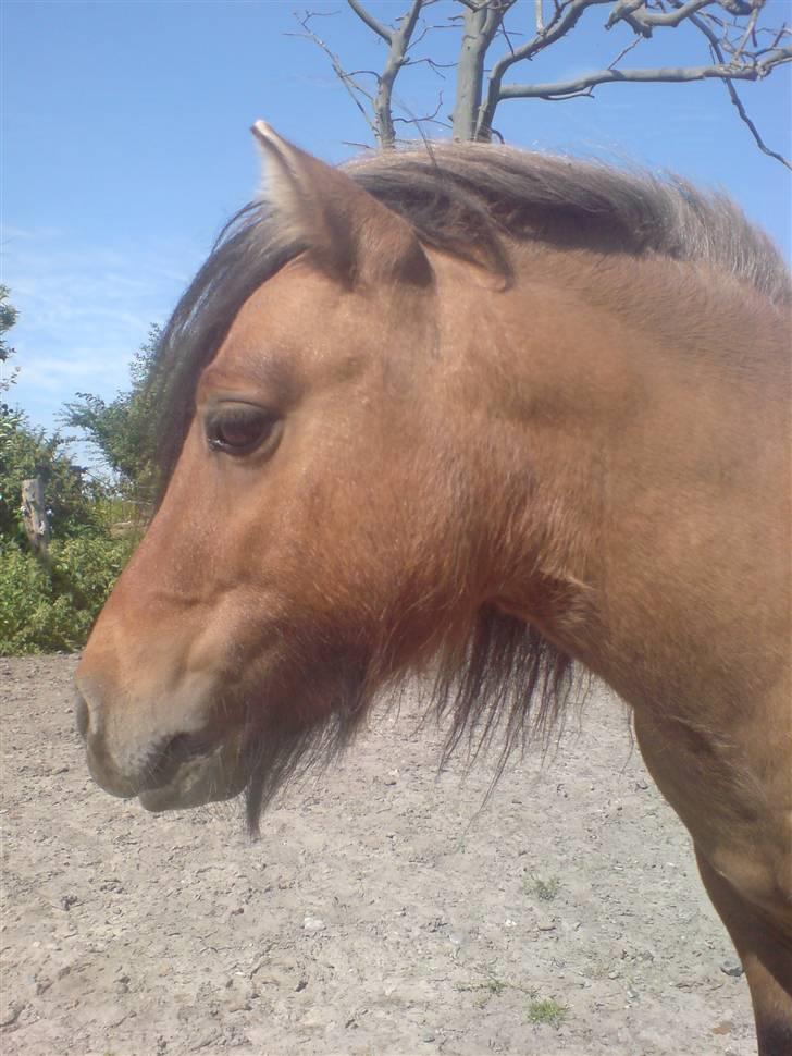 Shetlænder Lukas billede 1