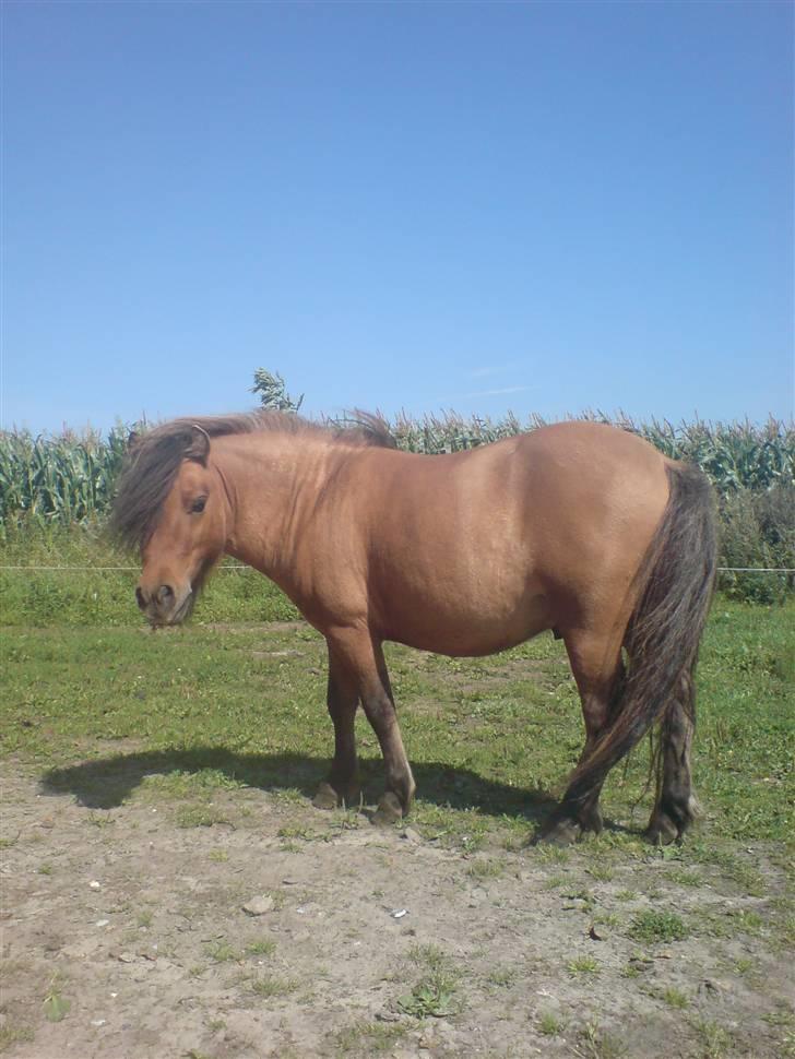 Shetlænder Lukas billede 2