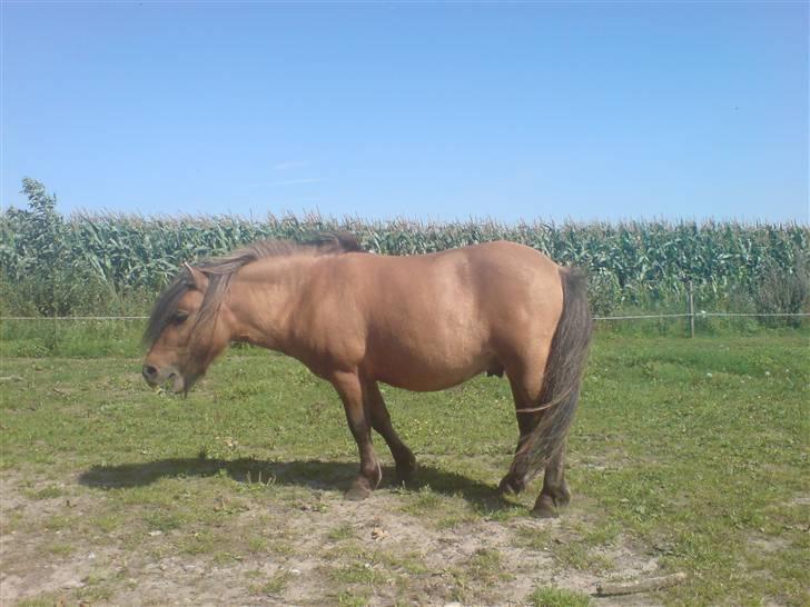 Shetlænder Lukas billede 3