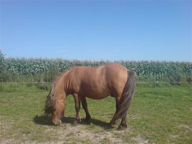 Shetlænder Lukas billede 4