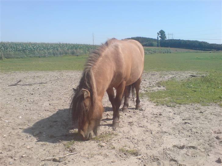 Shetlænder Lukas billede 5