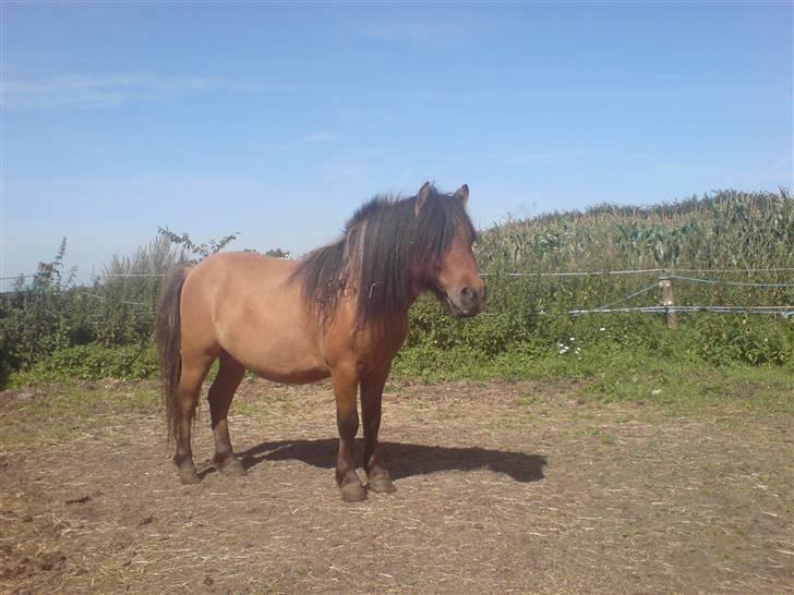 Shetlænder Lukas billede 6