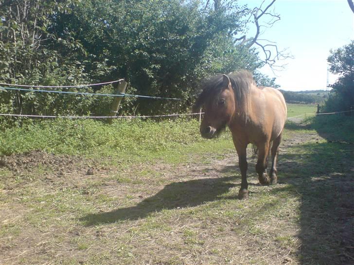 Shetlænder Lukas billede 7