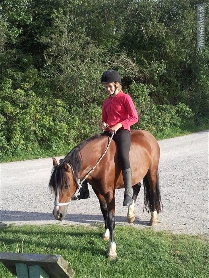 Welsh Pony (sec B) Velvet *SAVNET* - #20# Foto: Jasmin... Sidste dag med hende billede 19