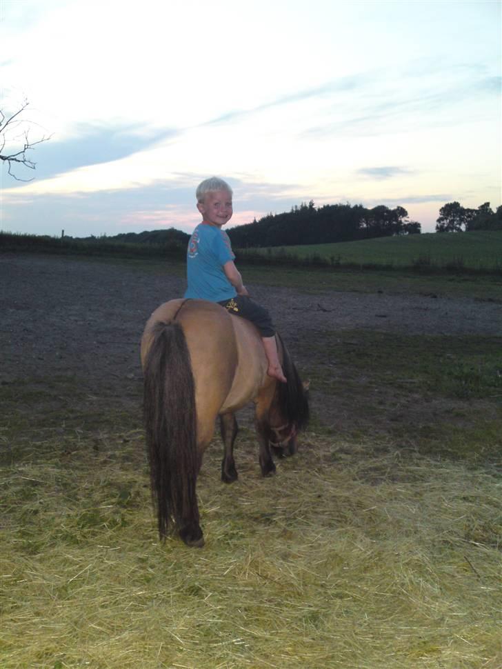 Shetlænder Lukas billede 8