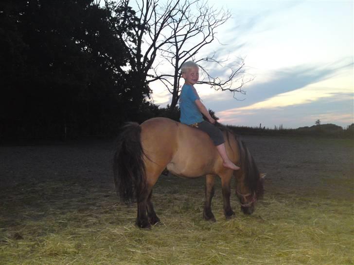 Shetlænder Lukas billede 9