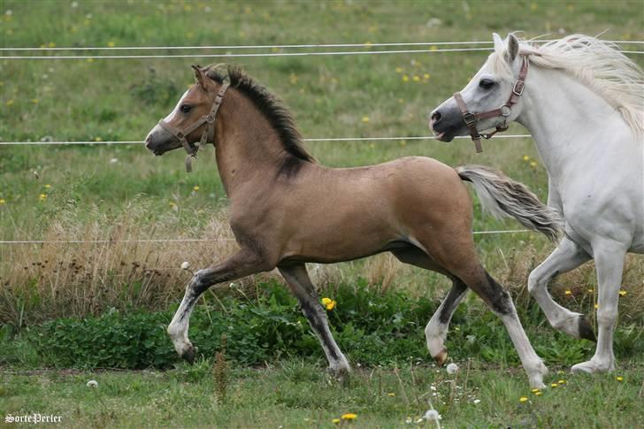 Welsh Mountain (sec A) Møllegydens pontiac - D. 21. august 2009 billede 3