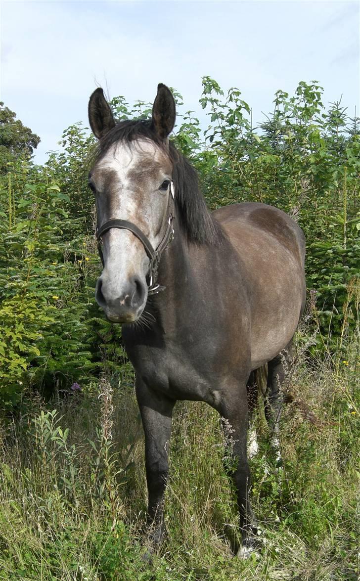 Anden særlig race Cara - SOLGT - aug 09 billede 13