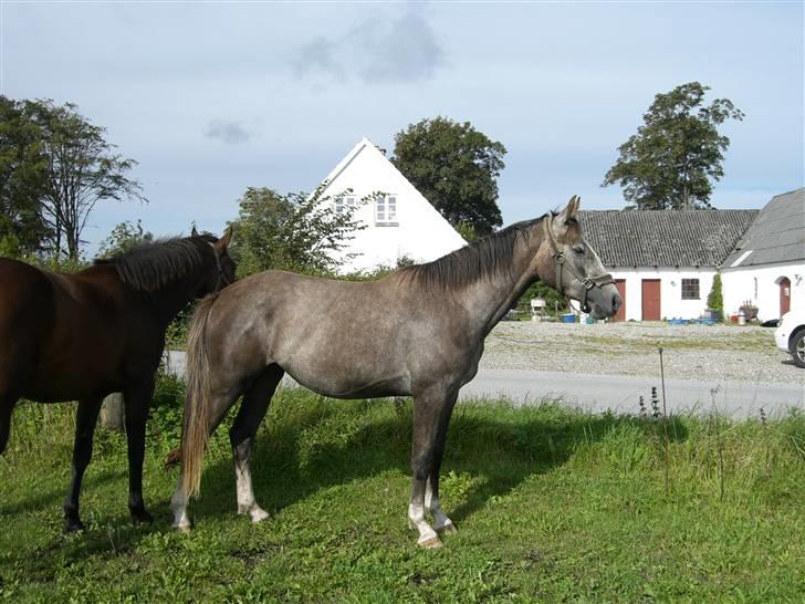 Anden særlig race Zera billede 14