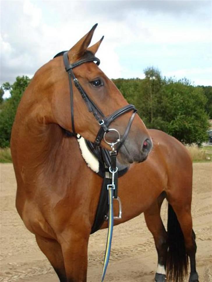 Dansk Varmblod Åkær Charlot (RDS Kåret) - D.21-8-09 billede 5