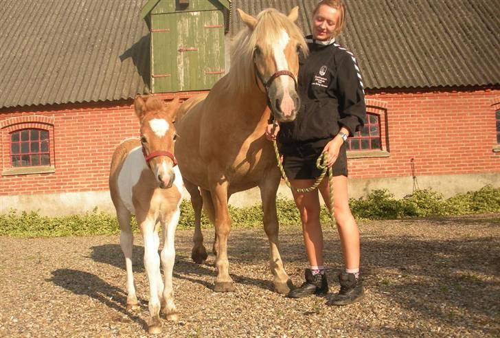 Anden særlig race Scirocco - D. 21. august 2009 - Så, fik han grime på (: billede 16