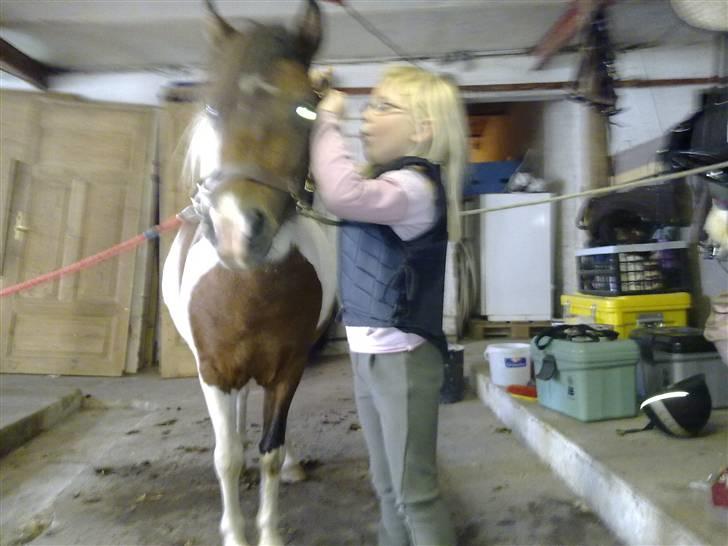 Anden særlig race Stella Nova (solgt) - Hygge  billede 14