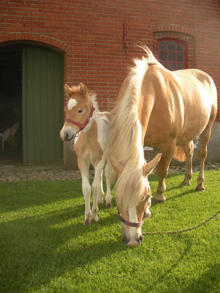 Anden særlig race Scirocco - D. 21. august 2009 - Så, fik han grime på (: billede 17