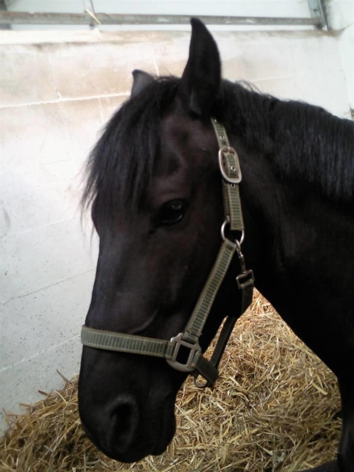 Anden særlig race Mozart - 1#  billede 1