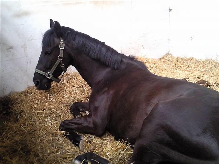 Anden særlig race Mozart - 2#  billede 2