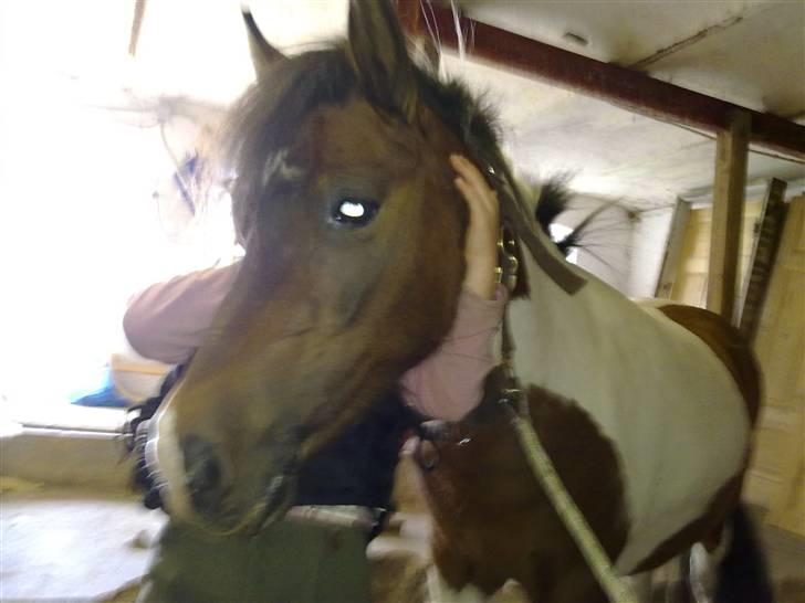 Anden særlig race Stella Nova (solgt) - Og lige en knuser mere ;o)) billede 15