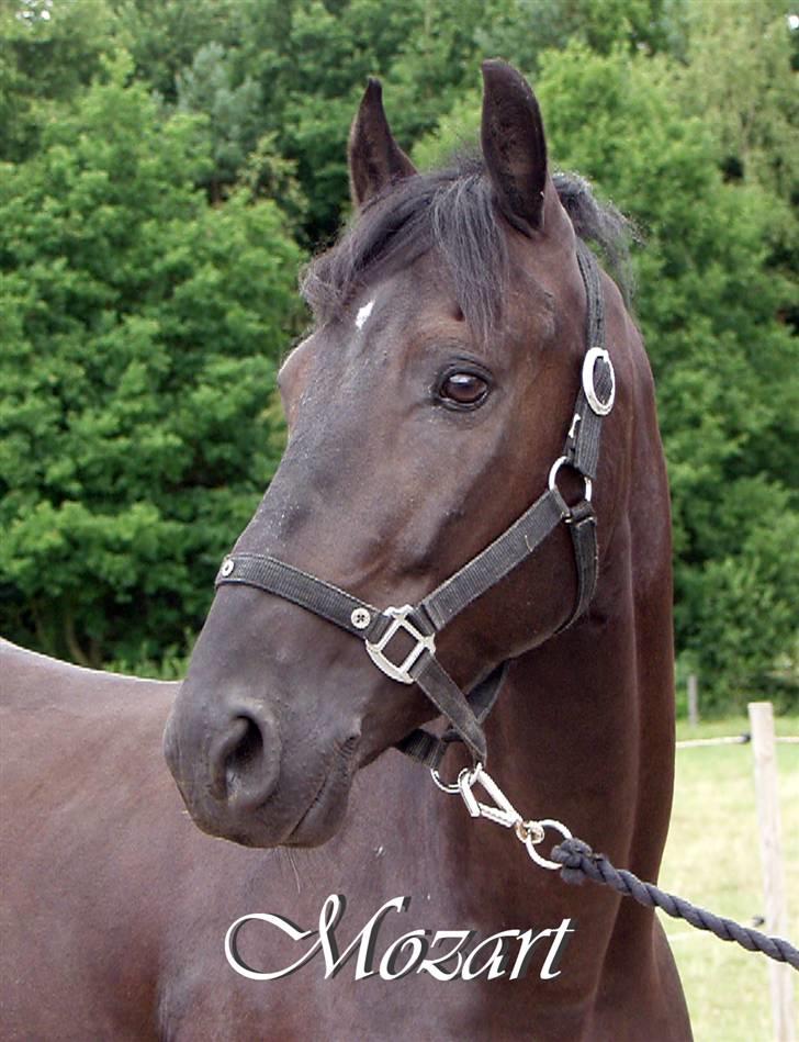 Anden særlig race Mozart - 3# billede 3