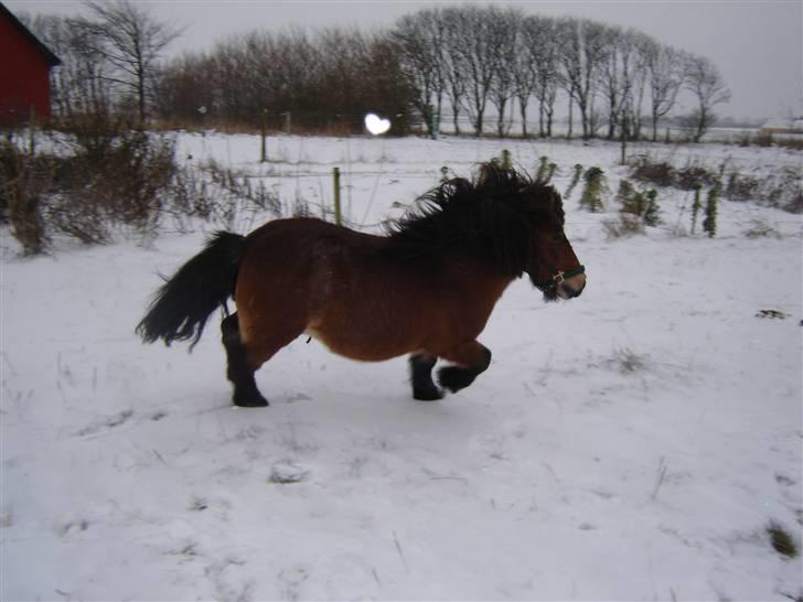 Anden særlig race Carlo - Carlo i  sneen 2004 billede 8