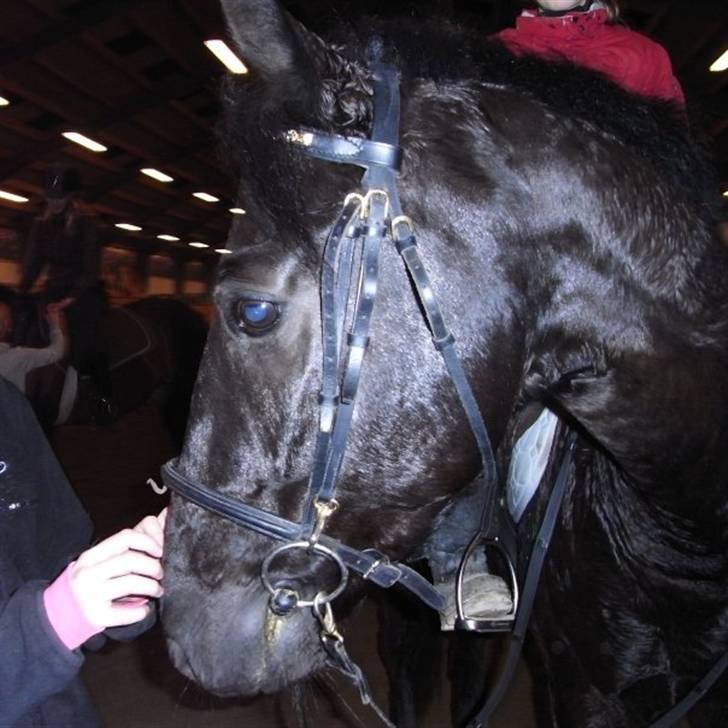 Anden særlig race Mozart - 5#  billede 5