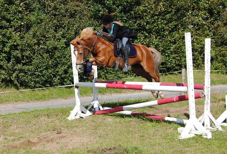 Anden særlig race Donna <3  - donna og mig <3   donna springer mega godt ( salgs billede) billede 10