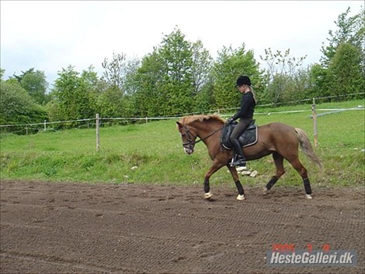 Anden særlig race Donna <3  - smukke :D billede 11
