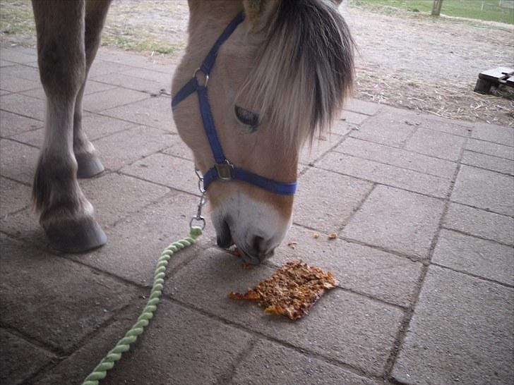 Fjordhest Ebbetorns Fjuri - Fjuris fødselsdagskage - 2010 ;D billede 11