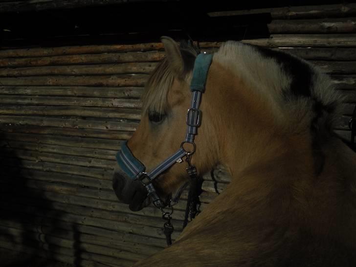 Fjordhest Ebbetorns Fjuri - Elsker det her billede<3 billede 12