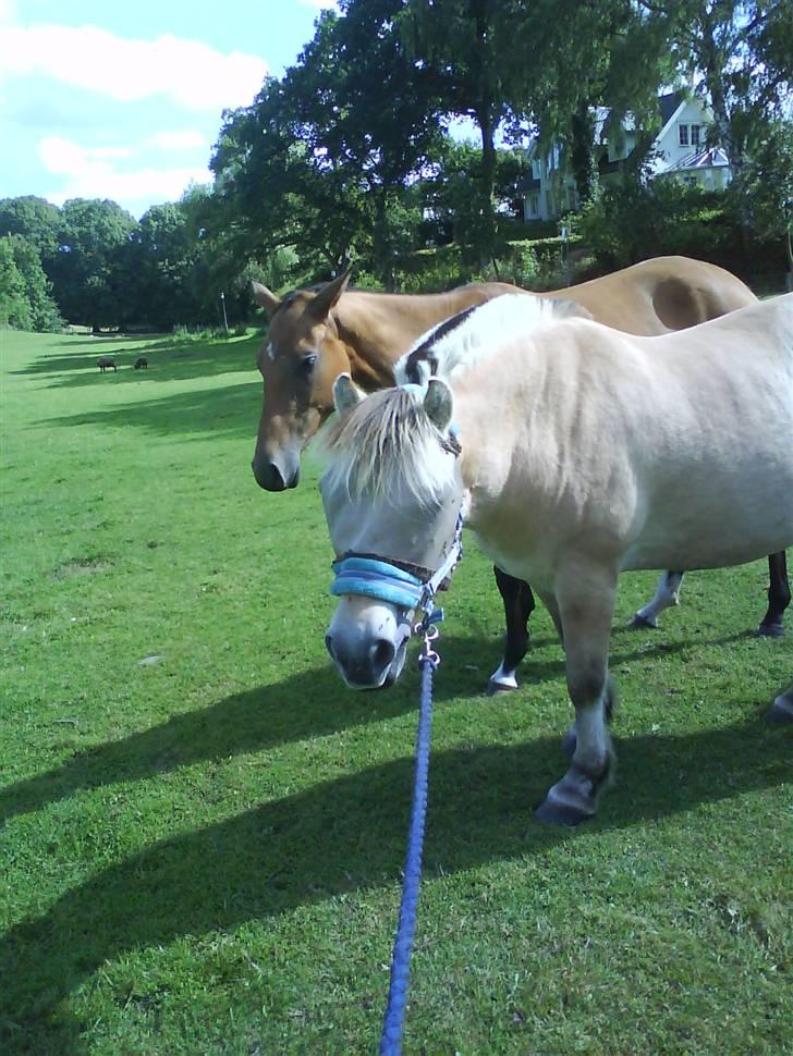 Fjordhest Ebbetorns Fjuri - Søde Fjuri og Geya på folden ;-) billede 13