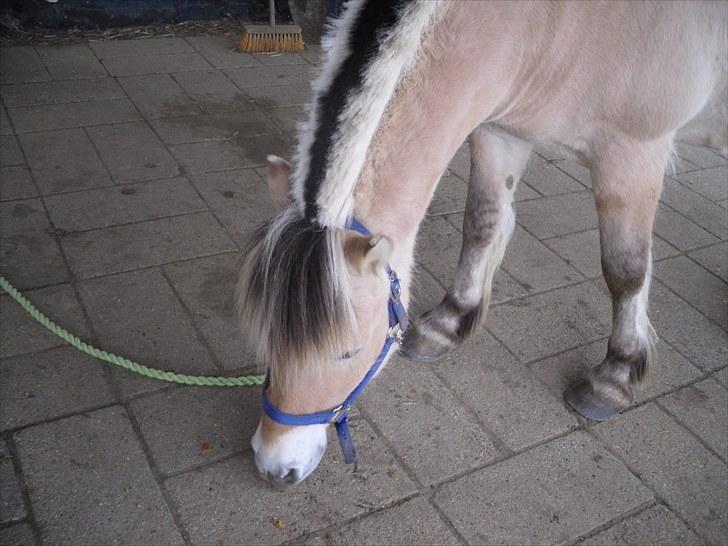Fjordhest Ebbetorns Fjuri - Øv, tænker Fjuri.. der er ikke mere kage   (; billede 14