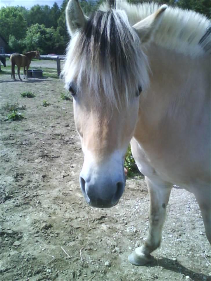 Fjordhest Ebbetorns Fjuri - Første dag jeg så Fjuri billede 15