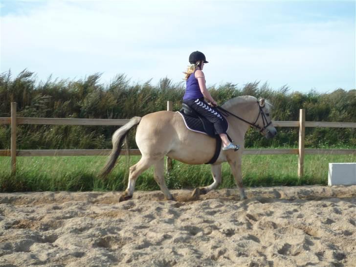 Fjordhest Flicka <,33 *solgt* - Velkommen til Flickas profil smid gerne en bedømelse og en kommentar (; billede 1