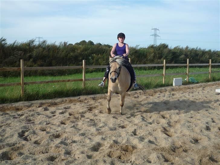 Fjordhest Flicka <,33 *solgt* billede 2