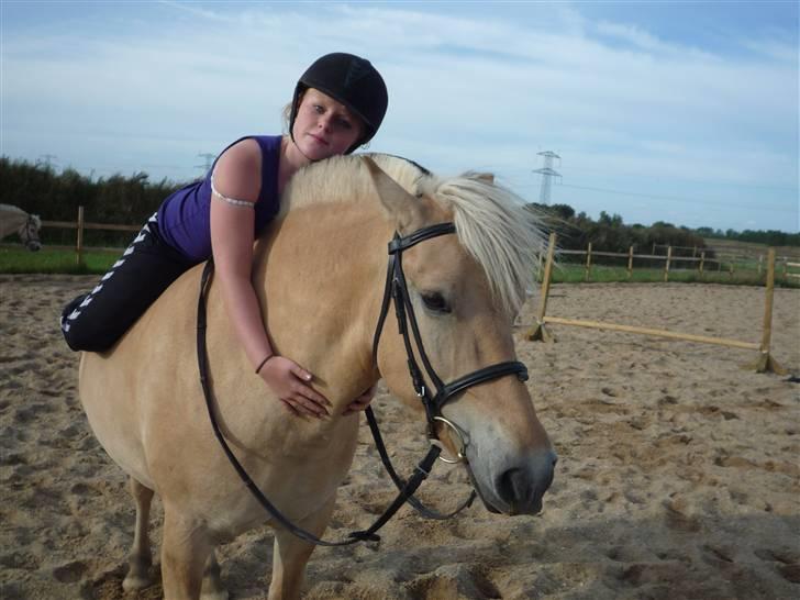 Fjordhest Flicka <,33 *solgt* billede 4