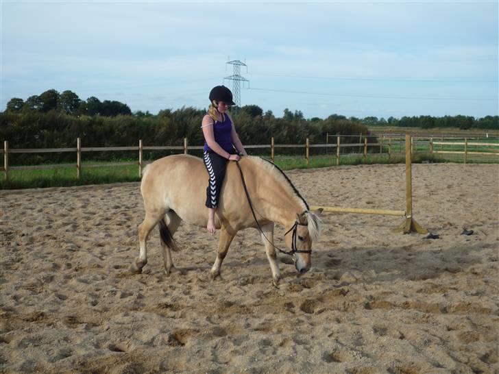 Fjordhest Flicka <,33 *solgt* billede 6