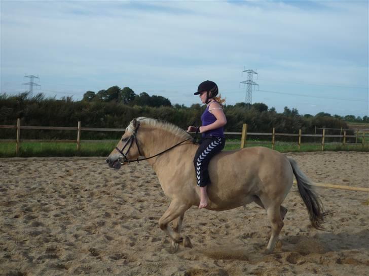 Fjordhest Flicka <,33 *solgt* - mig der traver på Flicka uden sadel (; billede 7