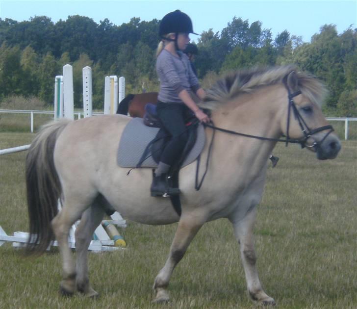 Anden særlig race Fenrik<3 tidl. rideskole* - Fotograf: Melanie Montalban billede 6
