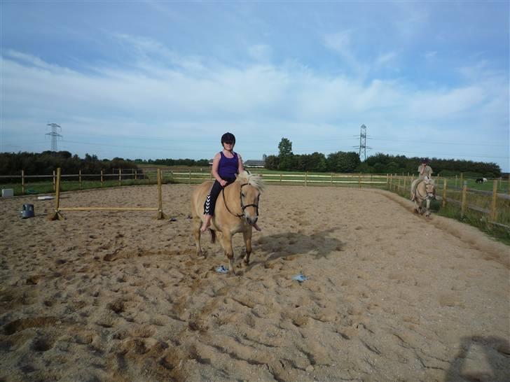 Fjordhest Flicka <,33 *solgt* billede 8