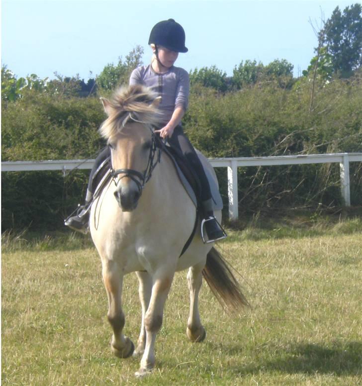 Anden særlig race Fenrik<3 tidl. rideskole* - Fotograf: Melanie Montalban billede 7