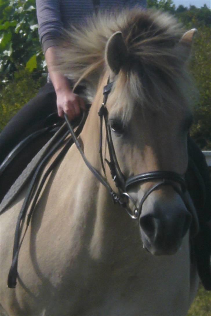 Anden særlig race Fenrik<3 tidl. rideskole* - Fotograf: Melanie Montalban billede 8