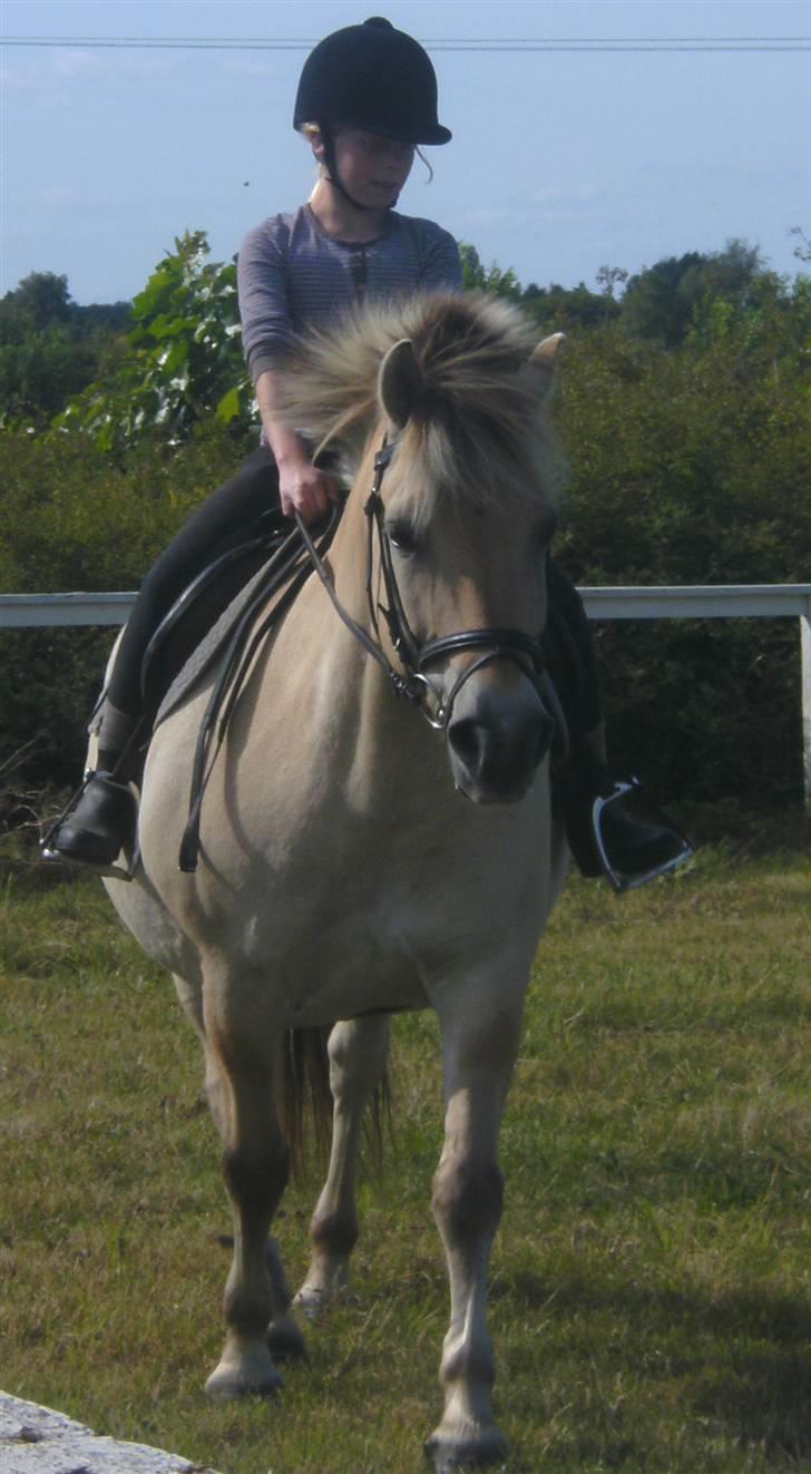 Anden særlig race Fenrik<3 tidl. rideskole* - Fotograf: Melanie Montalban billede 9