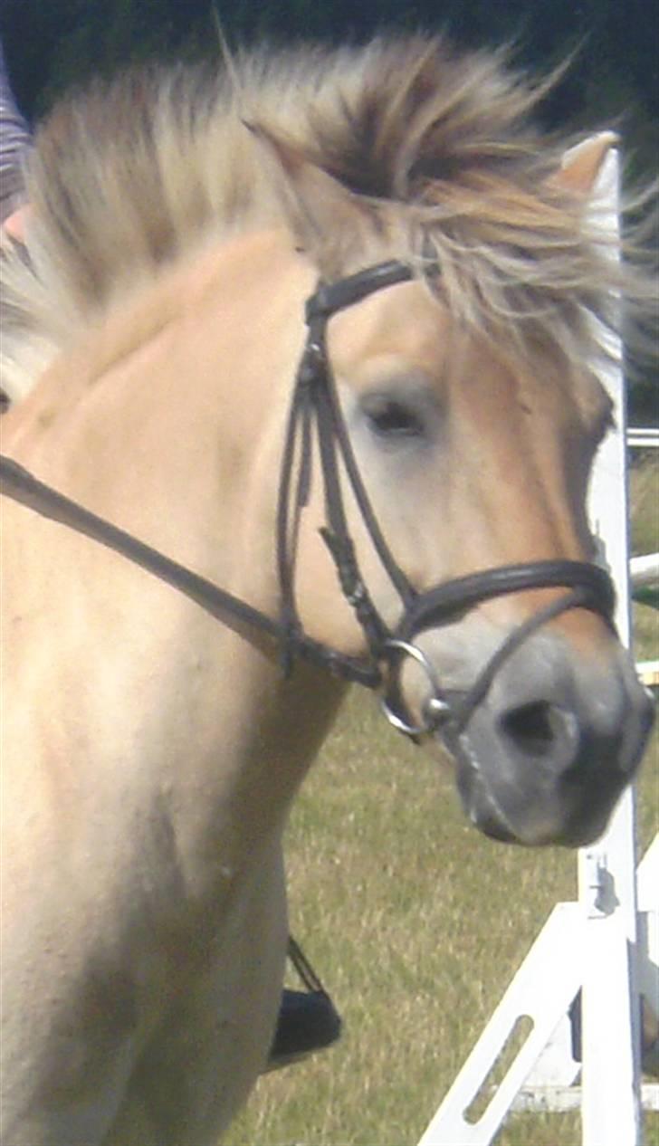 Anden særlig race Fenrik<3 tidl. rideskole* - Fotograf: Melanie Montalban billede 10