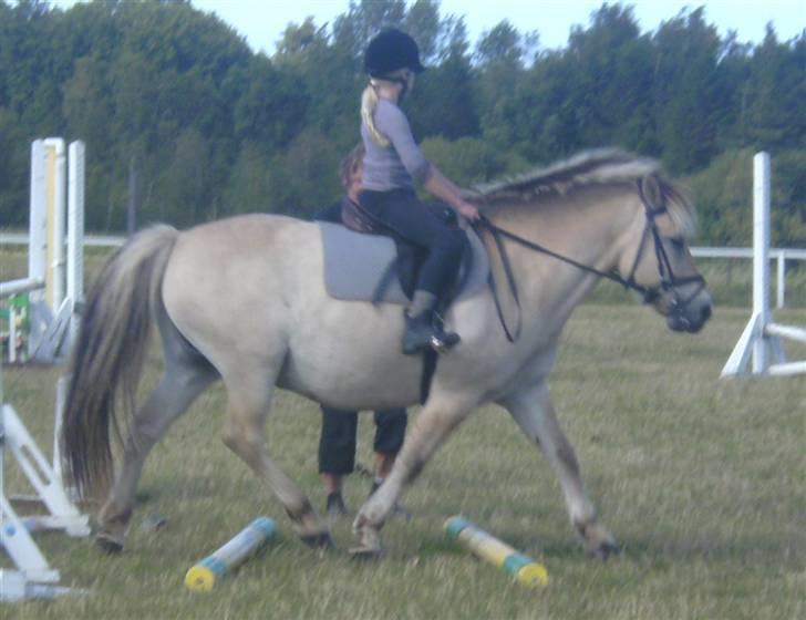 Anden særlig race Fenrik<3 tidl. rideskole* - Fotograf: Melanie Montalban billede 11