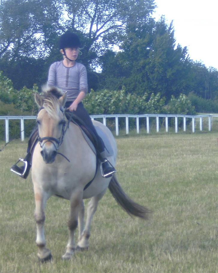 Anden særlig race Fenrik<3 tidl. rideskole* - Fotograf: Melanie Montalban billede 12