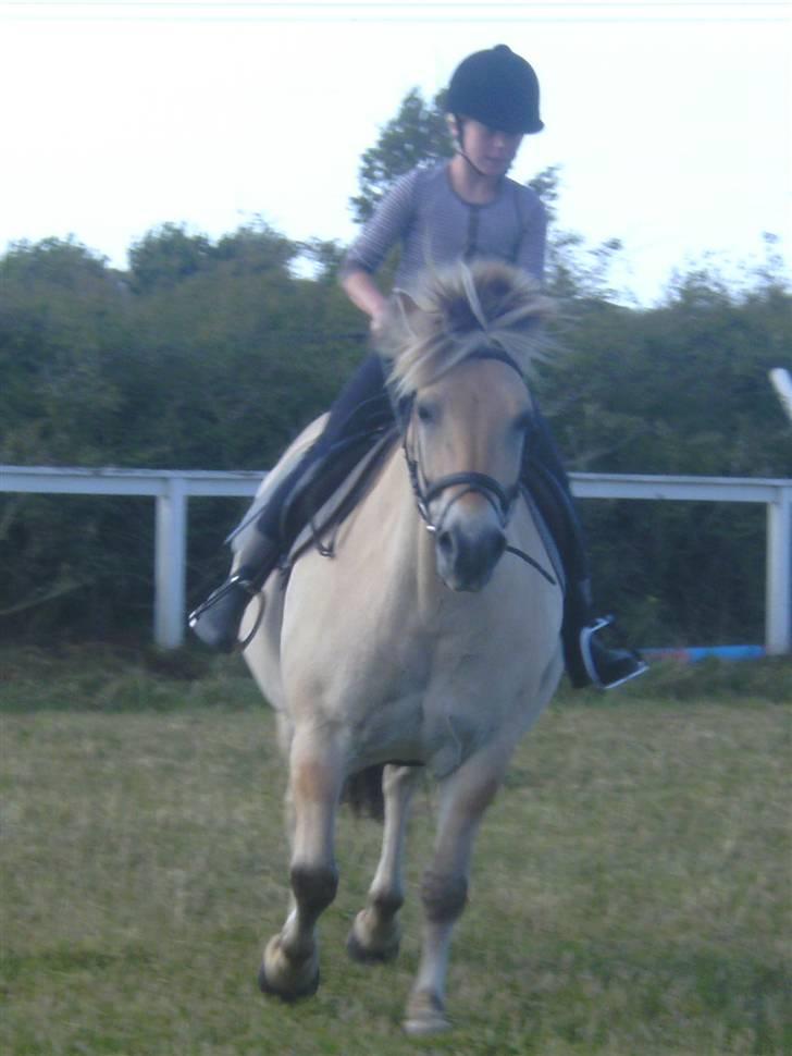 Anden særlig race Fenrik<3 tidl. rideskole* - Fotograf: Melanie Montalban billede 13