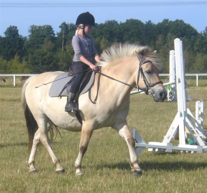 Anden særlig race Fenrik<3 tidl. rideskole* - Fotograf: Melanie Montalban billede 14