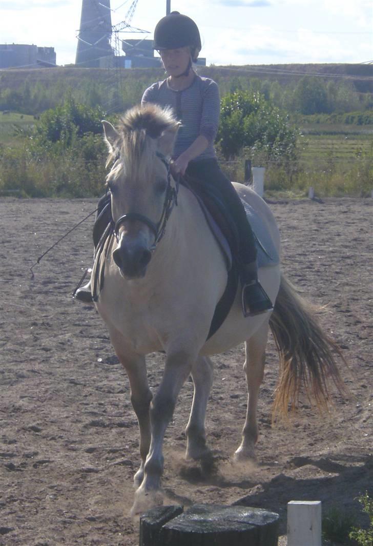 Anden særlig race Fenrik<3 tidl. rideskole* - Fotograf: Melanie Montalban billede 15