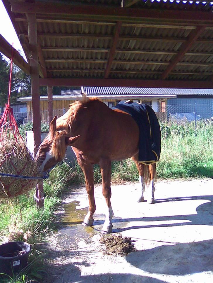 Dansk Varmblod Gaross -  Gaross tar en slapper efter hedelands ridtet ´08  billede 15